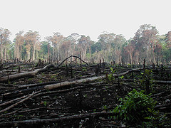 bosque incendiado